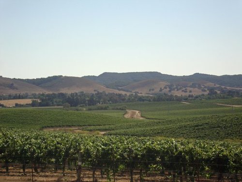 SLO vineyards, a short drive to wine tasting